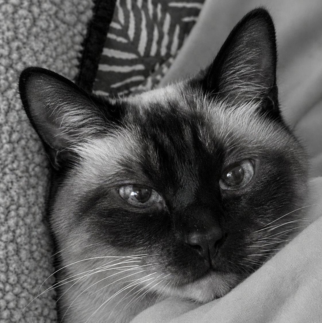 Black and white portrait of Kiki, a Siamese cat, resting her head on a soft blanket