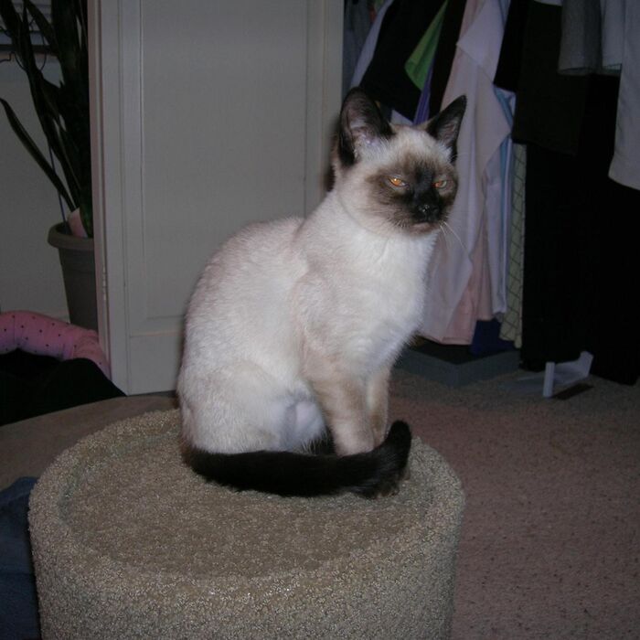 Young Kiki sitting on a round footstool
