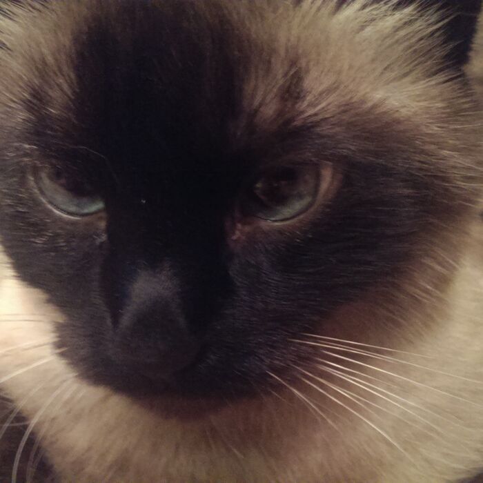 Close-up of Kiki’s face