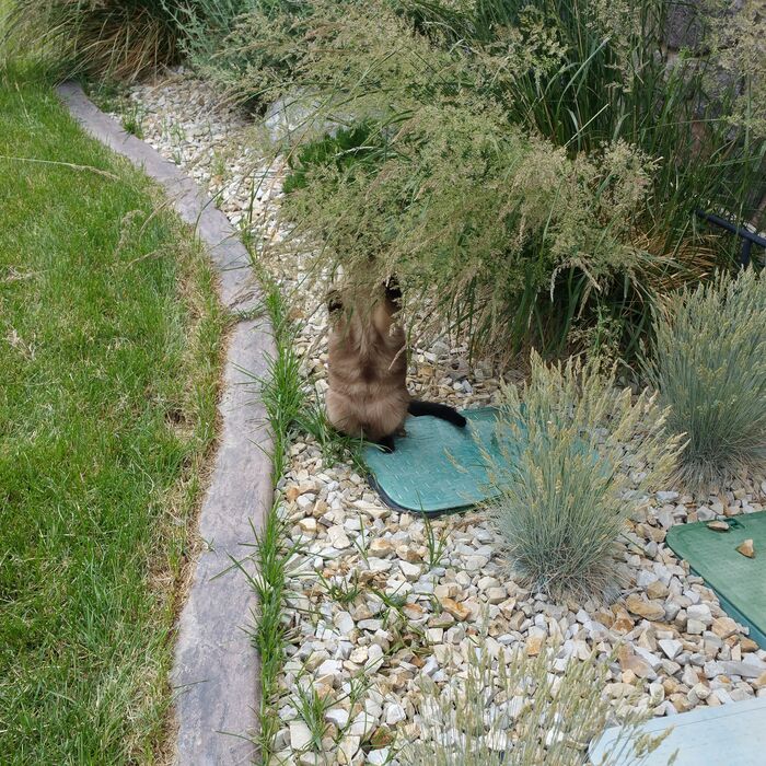 Kiki sitting in the garden by the grass