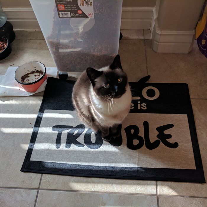 Kiki sitting on a mat that says Trouble