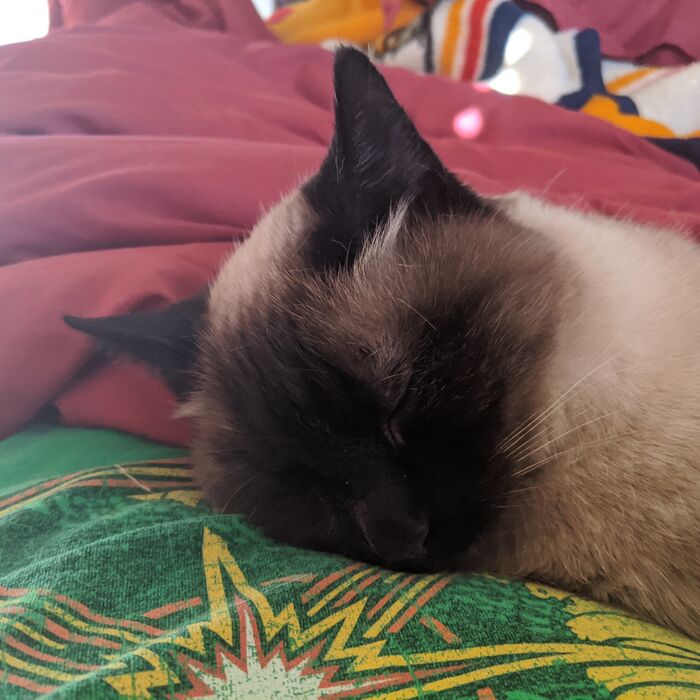 Kiki napping on a colourful bedspread