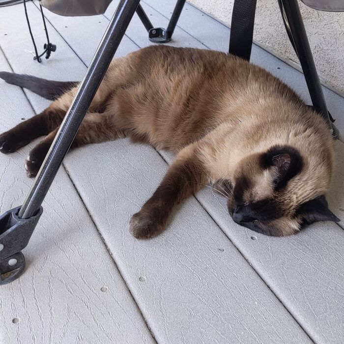 Kiki stretched out on the porch