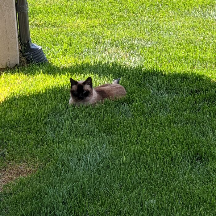 Kiki lying in the sunny grass