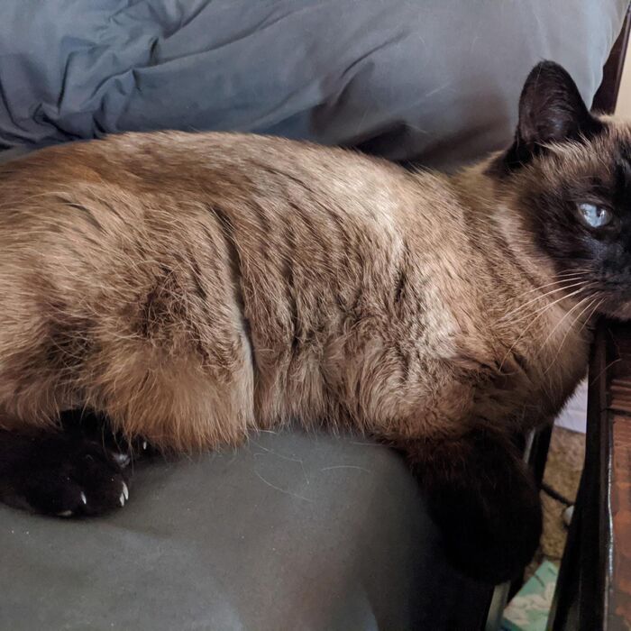 Kiki lounging across the arm of a chair