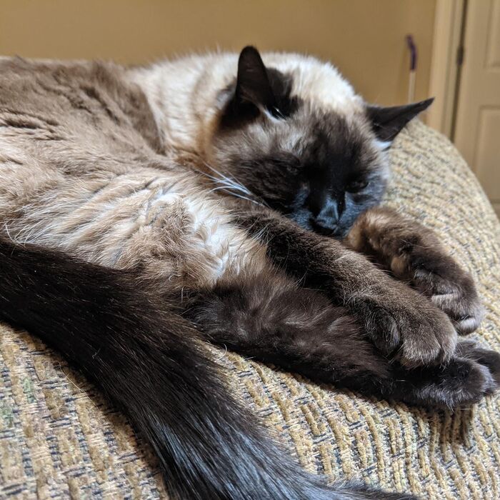 Kiki stretched out sleeping on a blanket