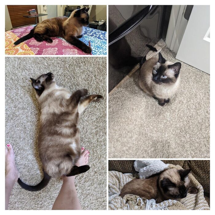 A collage of four photos of Kiki