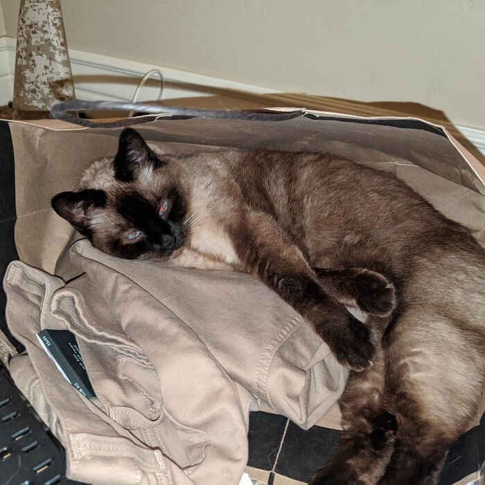 Kiki curled up on a pile of clothes