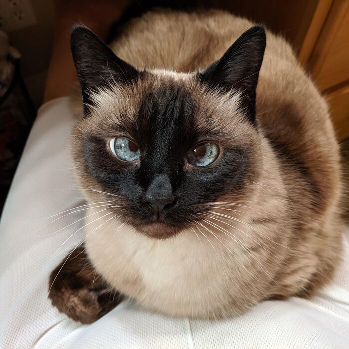 Kiki curled up, looking up at the camera